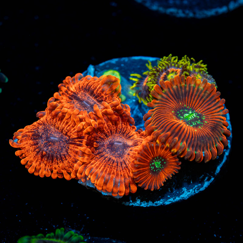 Zoanthid Combo Plug