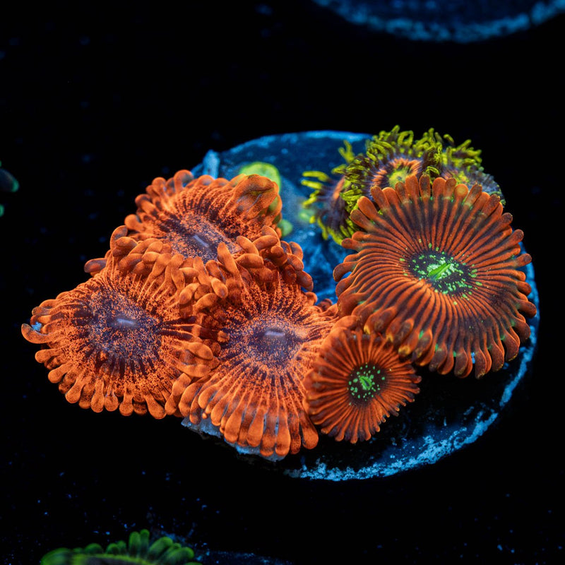 Zoanthid Combo Plug