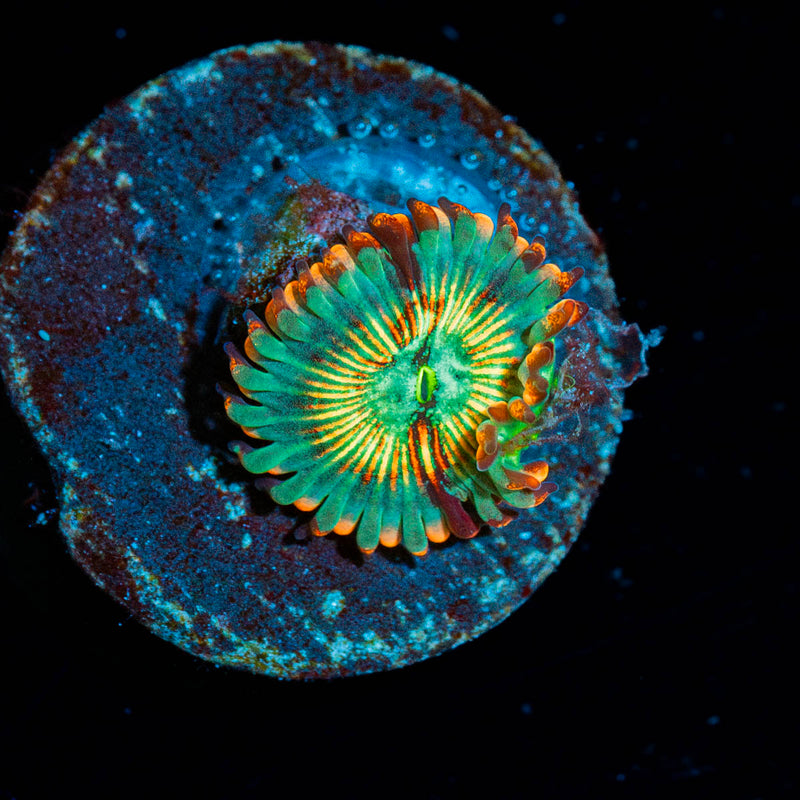 White Zombie Zoanthid