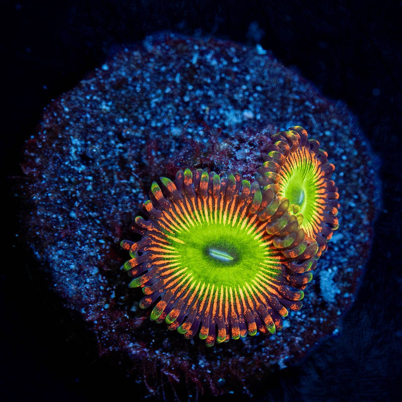 Candy Apple Red Zoanthid