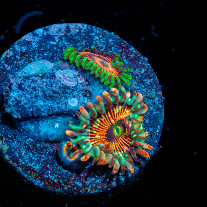 Seduction / Twizzler Zoanthid Plug