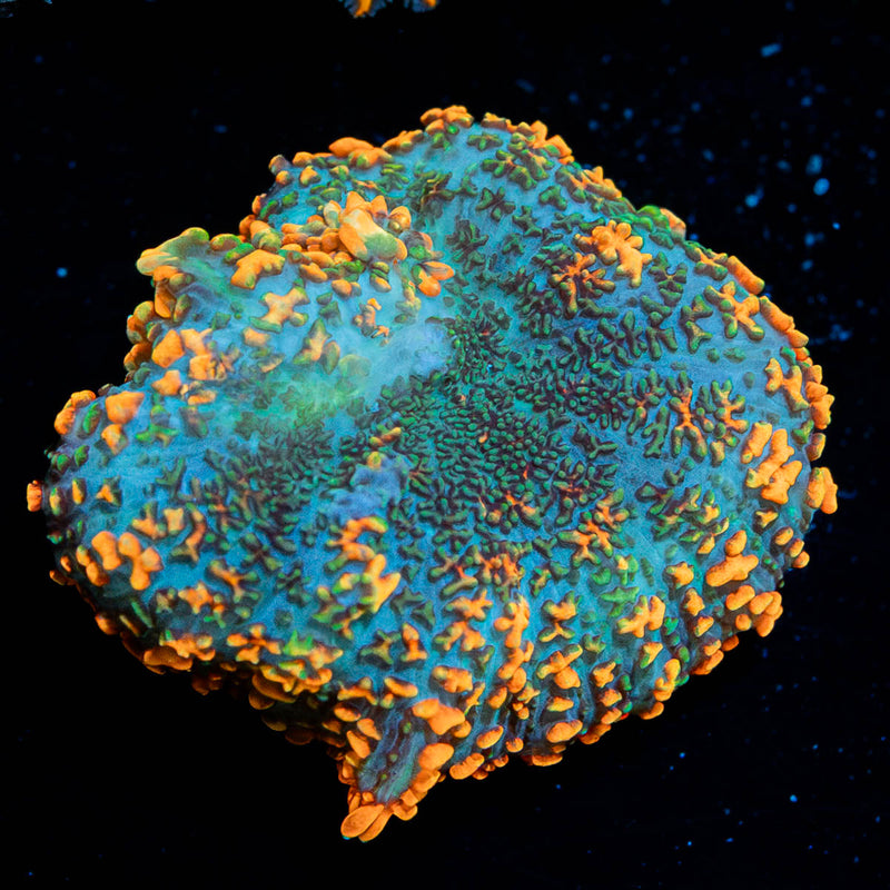 Orange Rhodactis Mushroom