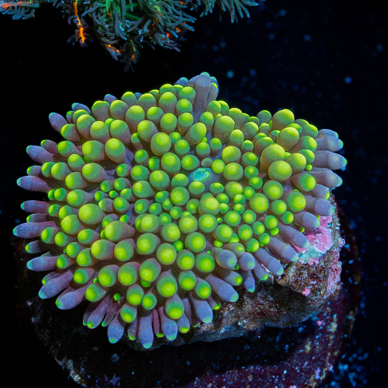 FL Ricordea Mushroom