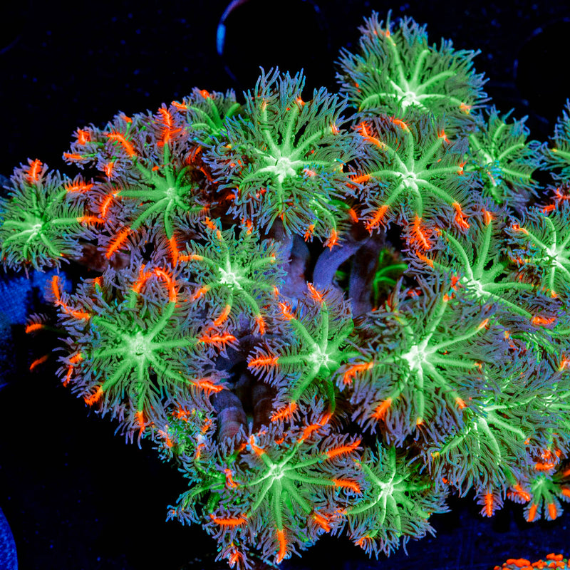 ARC Firework Clove Polyps