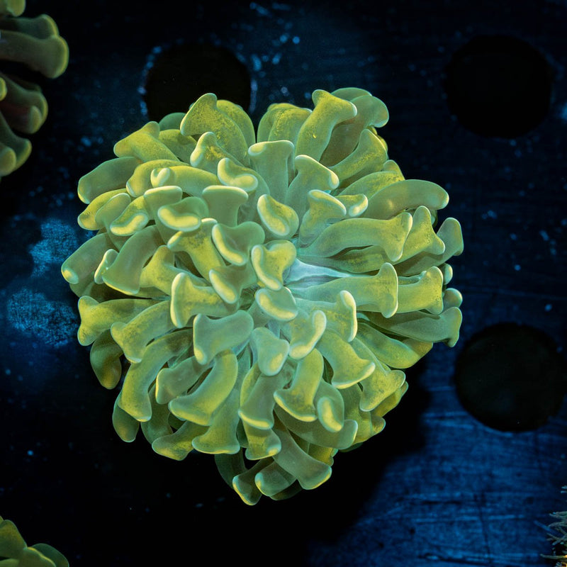 Gold Branching Hammer