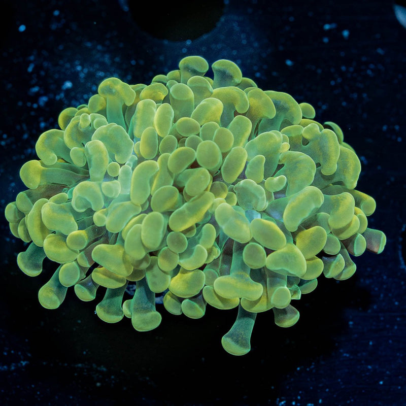 Gold Branching Hammer