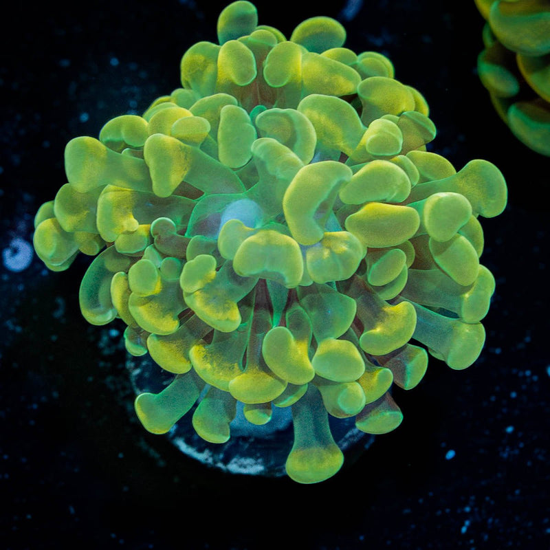 Gold Branching Hammer