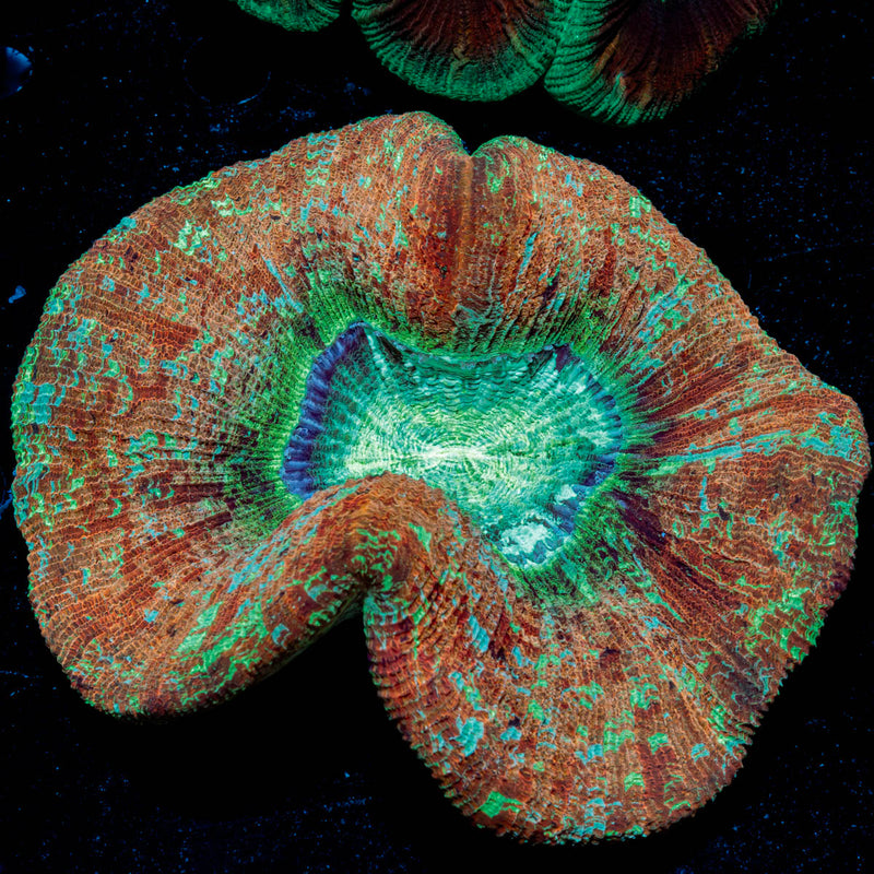Trachyphyllia