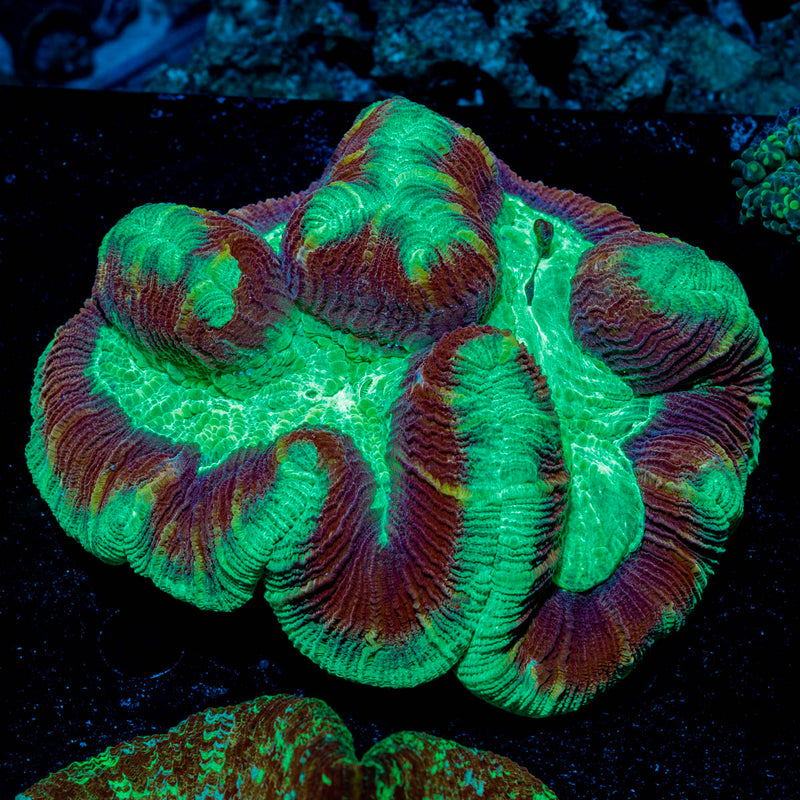 Trachyphyllia