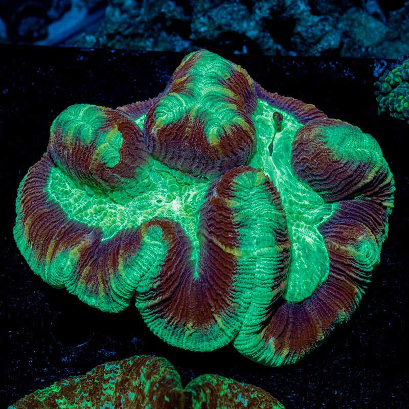 Trachyphyllia