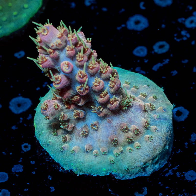 Buzz Lightyear Acropora