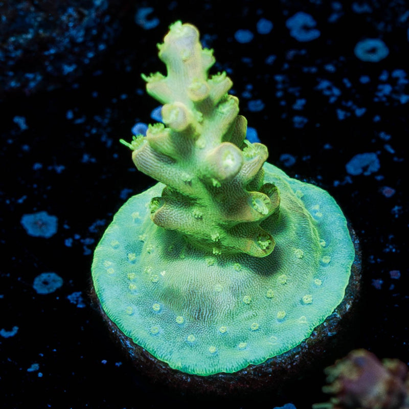 Fools Gold Acropora