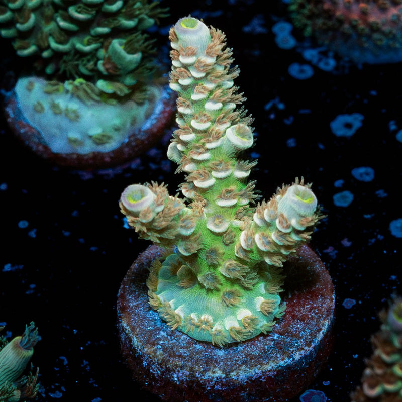 Chevron Tenuis Acropora