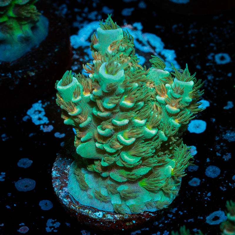 Burning Bush Acropora