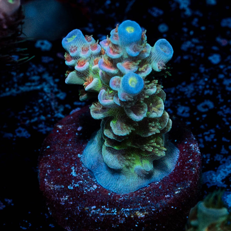 Rainbow Fusion Tenuis Acropora