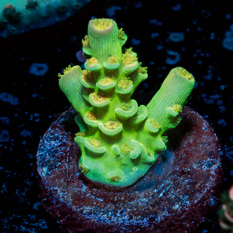 Orange Passion Tenuis Acropora