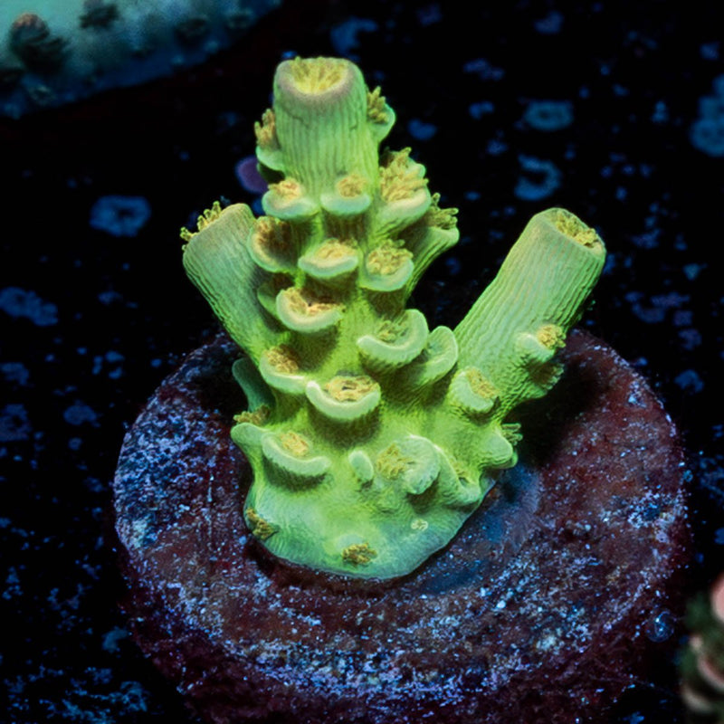 Orange Passion Tenuis Acropora
