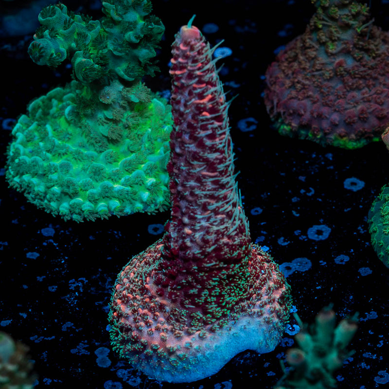 Judge Judy Millepora