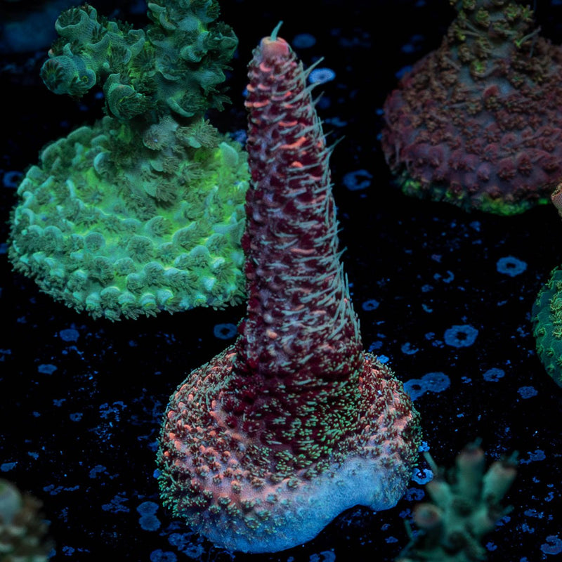 Judge Judy Millepora