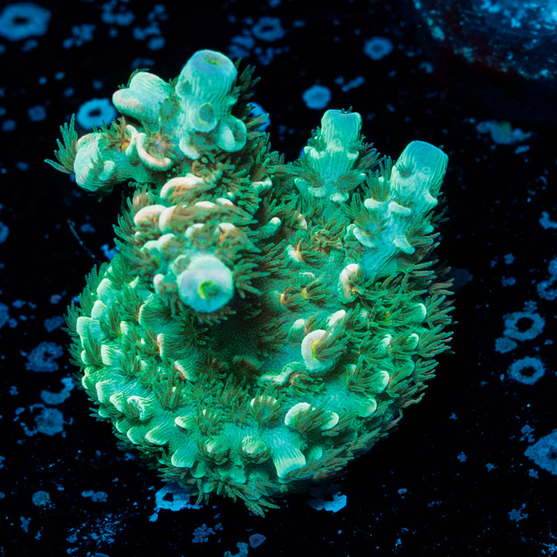 Pink Flamingo Acropora