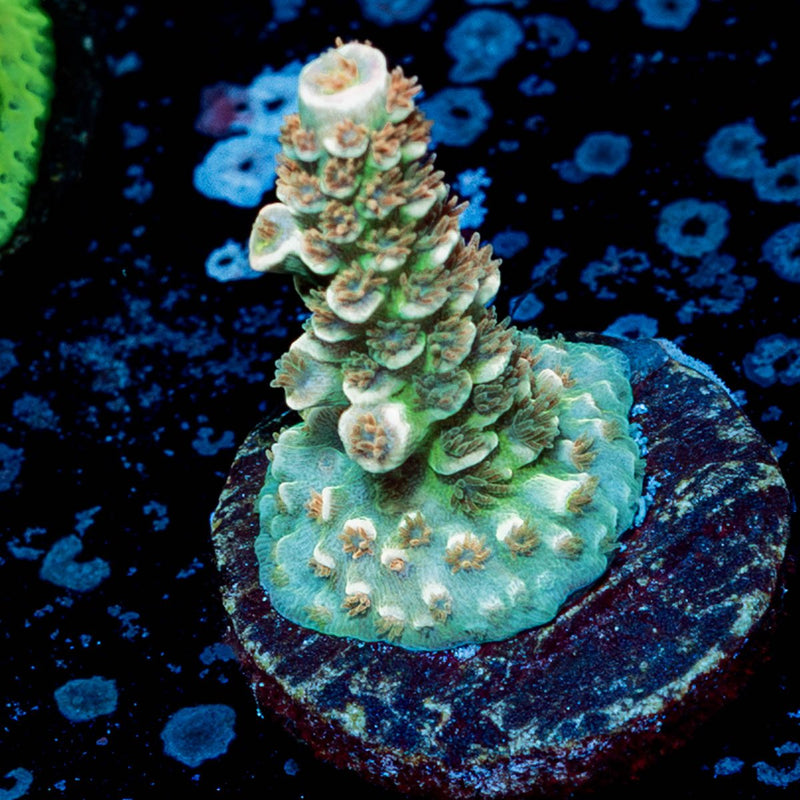 Chevron Tenuis Acropora