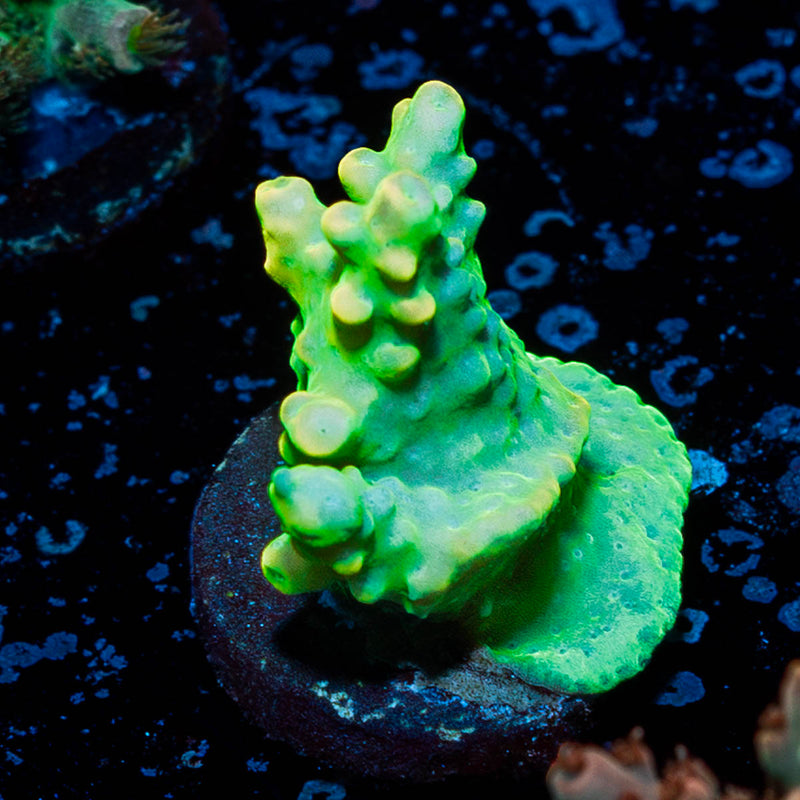 Fools Gold Acropora