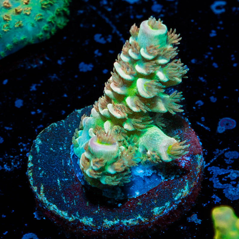 Chevron Tenuis Acropora