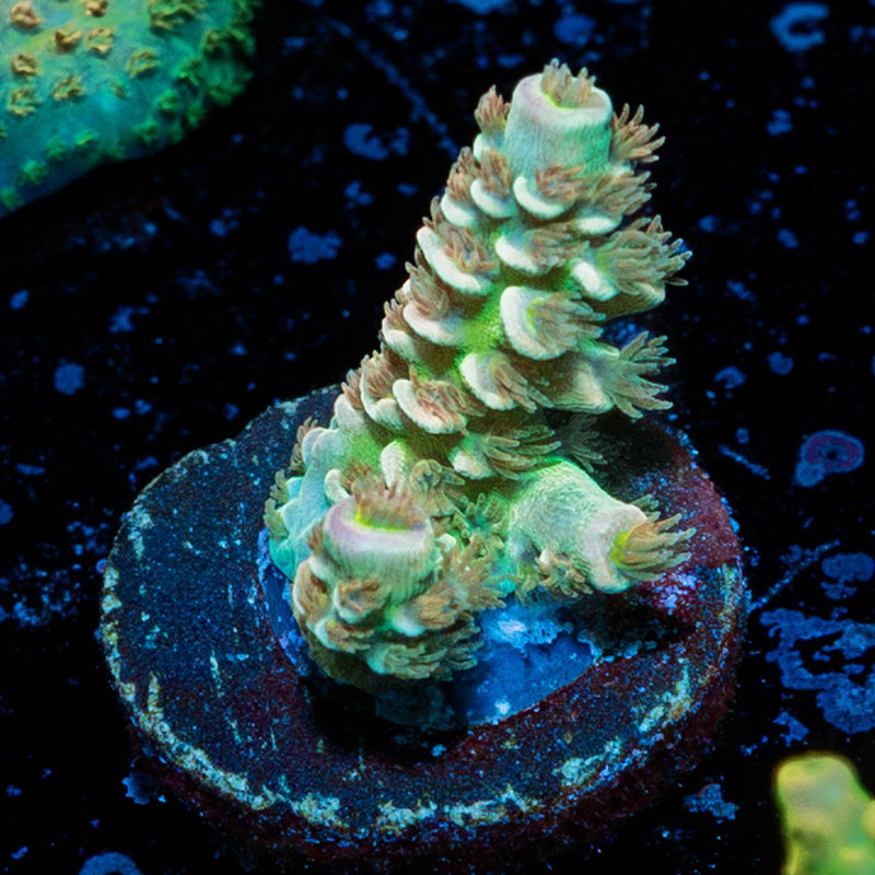 Chevron Tenuis Acropora