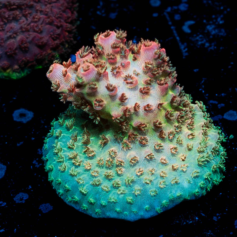 Optimus Prime Acropora