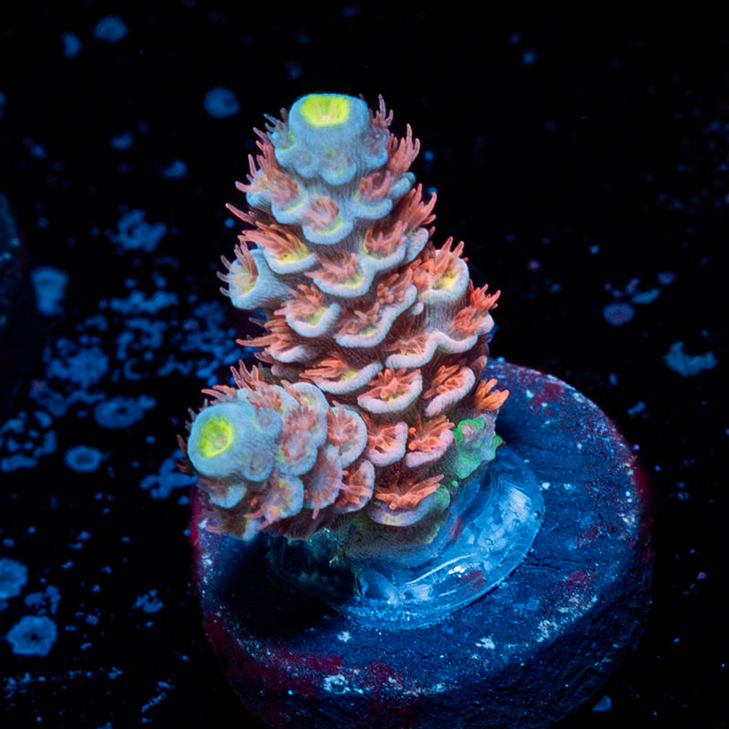 Cherry Bomb Tenuis Acropora