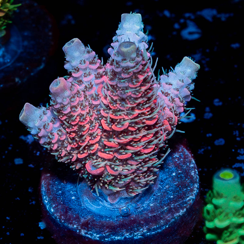 Judge Judy Millepora