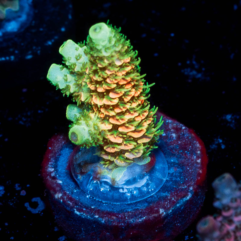 RMF Acid Trip Millepora