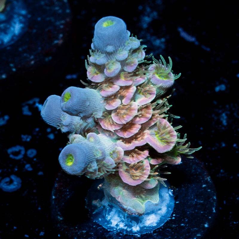 Care Bears Tenuis Acropora