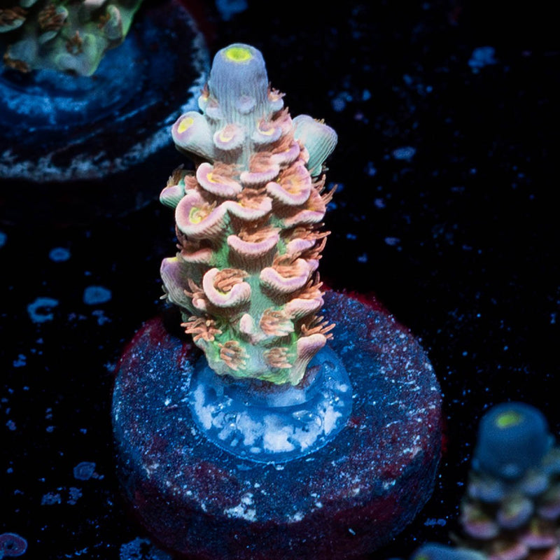King Kai Tenuis Acropora