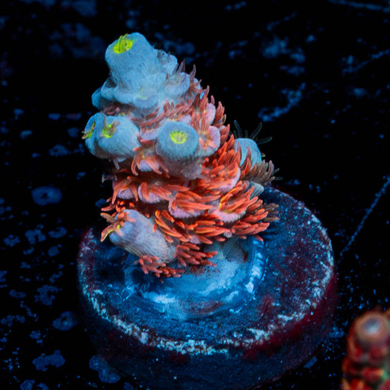 Cherry Bomb Tenuis Acropora