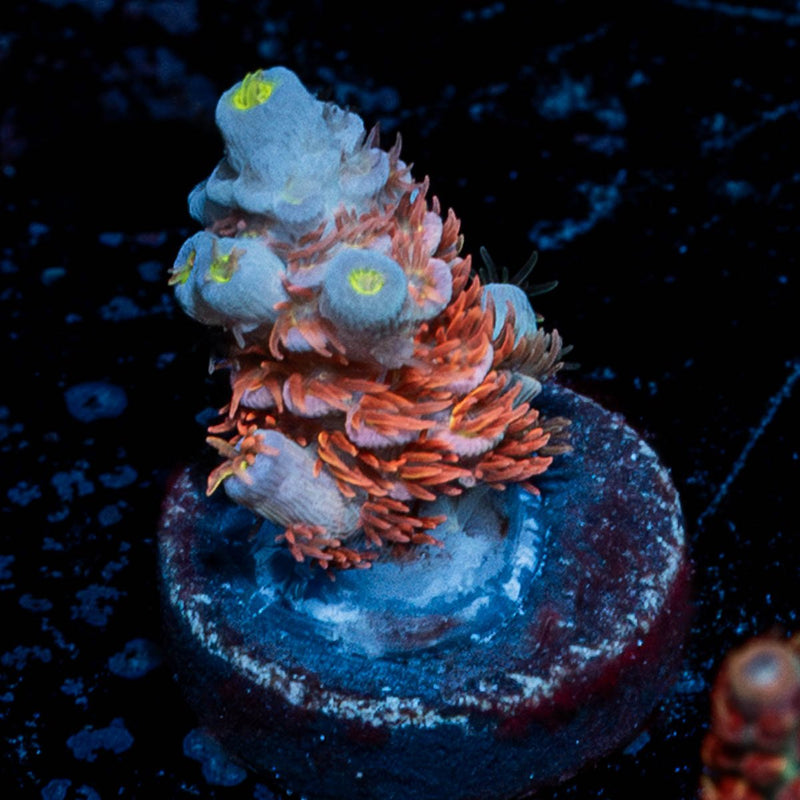 Cherry Bomb Tenuis Acropora