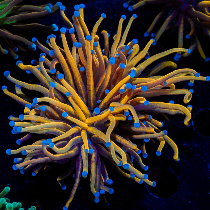 24k Torch Euphyllia Coral