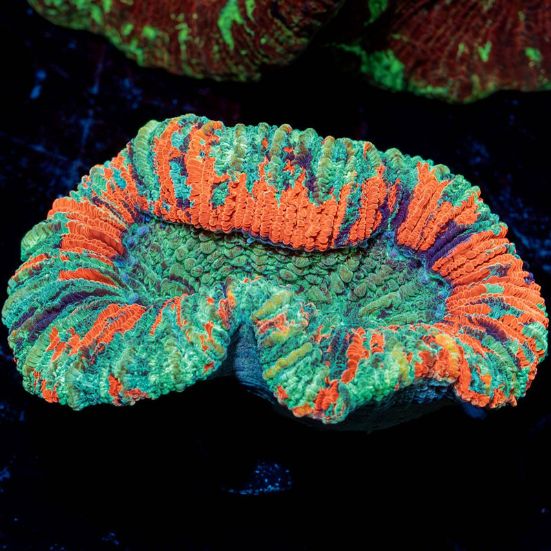 Trachyphyllia