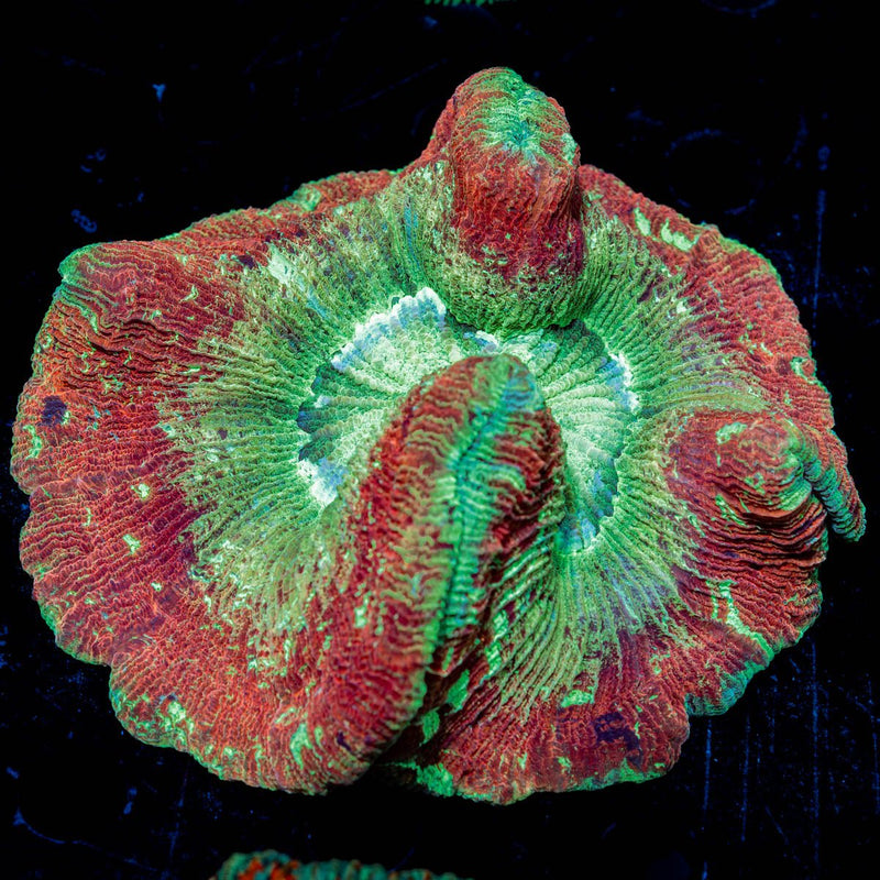 Deadpool Trachyphyllia