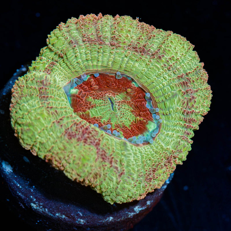 Tremors Asian Acan