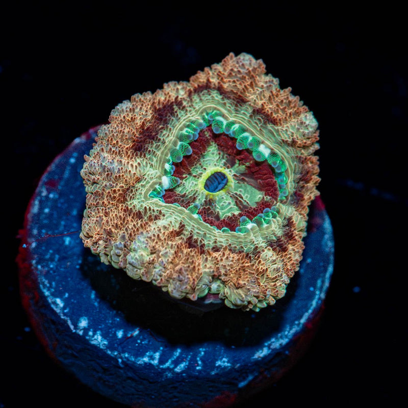 Red Fox Asian Acan