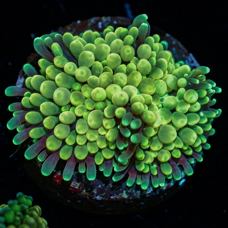 Ultra Ricordea mushroom