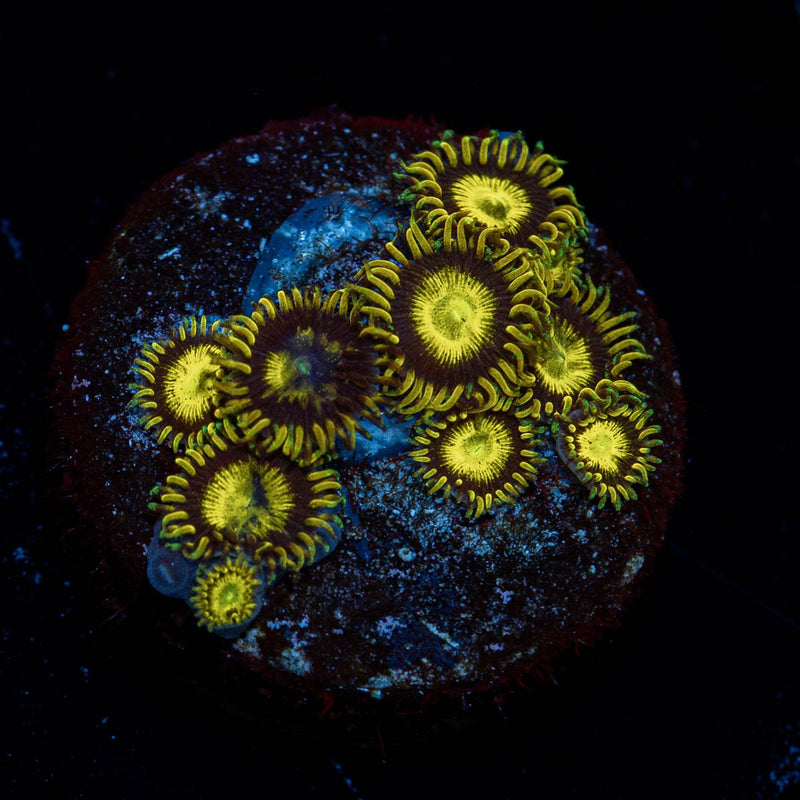 King Midas Zoanthid