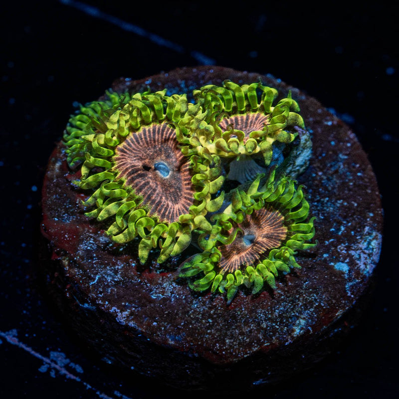 Purple Monsters Zoanthid