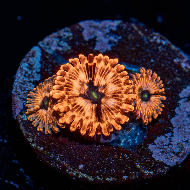 Utter Chaos Zoanthid
