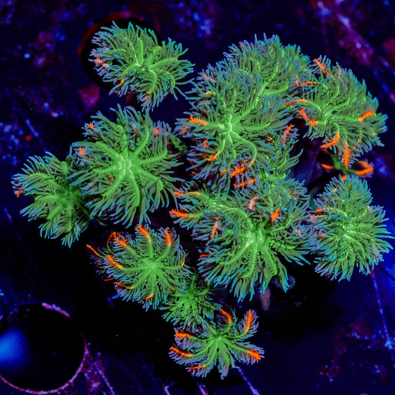 ARC FireWorks Clove Polyps