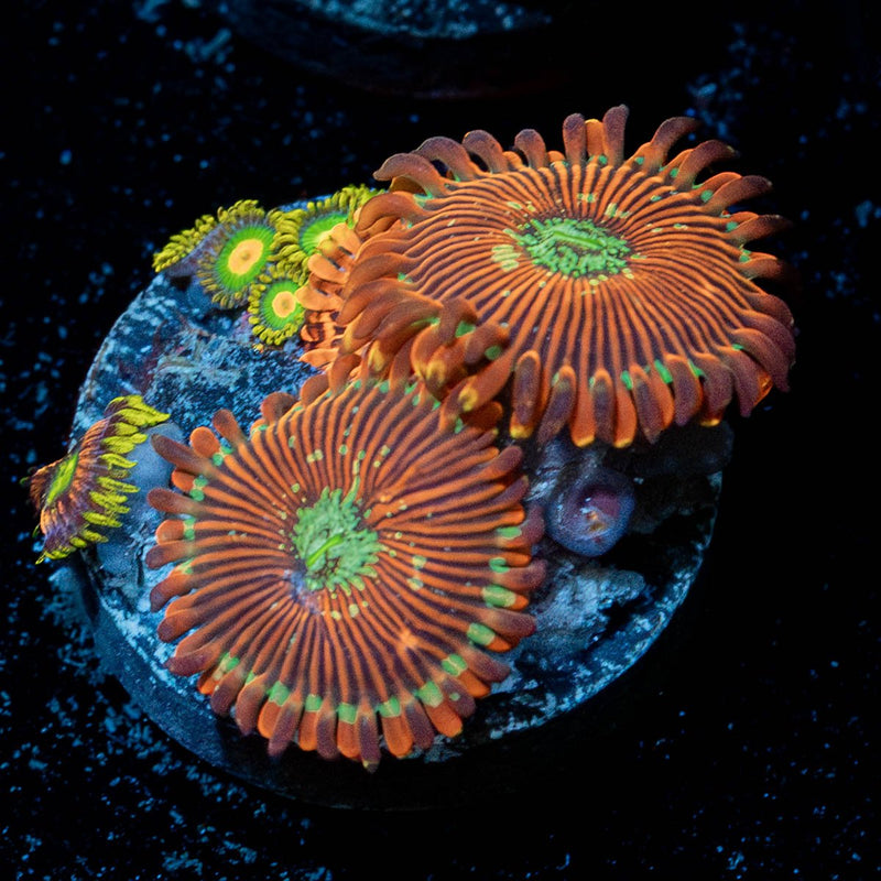 Zoanthid Combo Plug