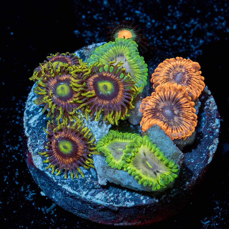 Zoanthid Combo Plug
