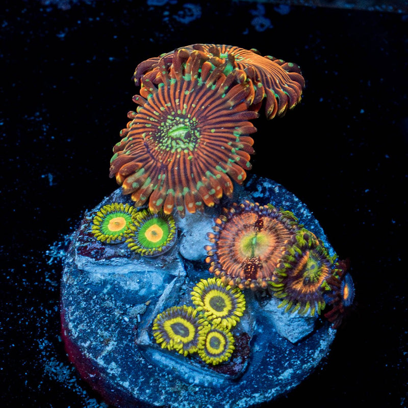 Zoanthid Combo Plug