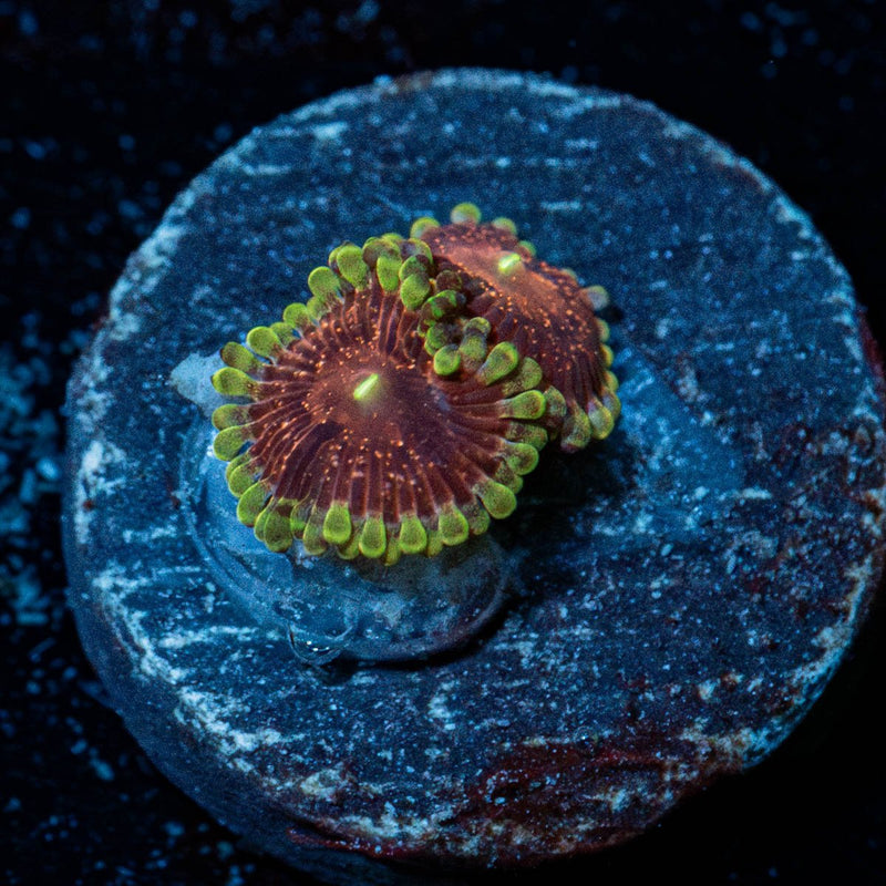 Lunar Eclipse Zoanthid